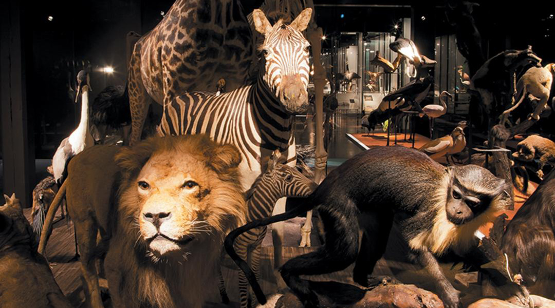 Naturhistorisches Museum NHMF